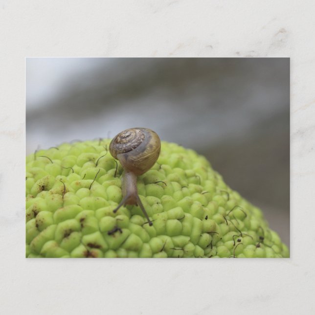Snail on a Hedgeapple #7 Postcard (Front)