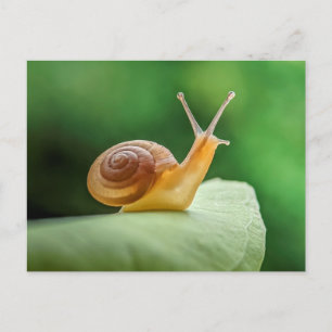 Snail On A Leaf Postcard