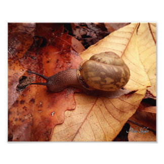 Snail on a Mission Photo Print