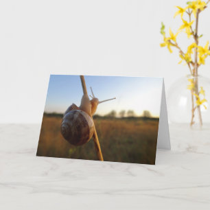 Snail on a Stem Card