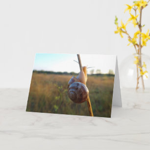 Snail on a Stem Card