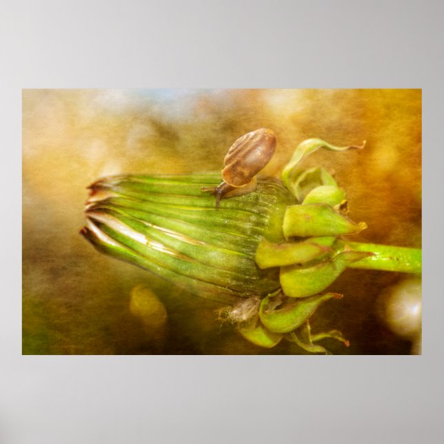 Snail on Dandelion Poster (Front)