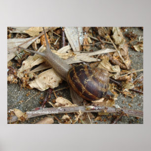 Snail on the Run Poster