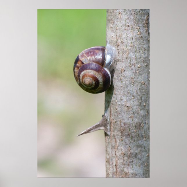 Snail on tree poster (Front)