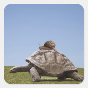 Snail over a turtle square sticker