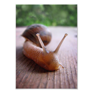 Snail Photo Print
