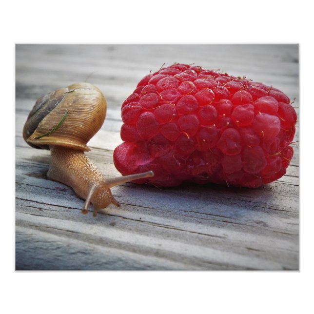 snail photo print (Front)