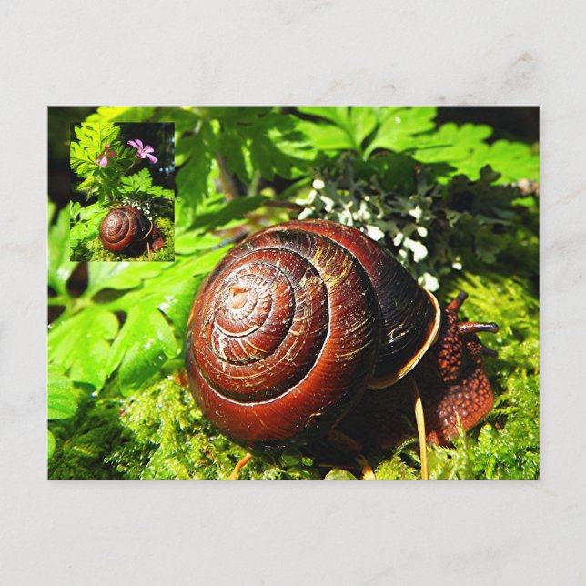 Snail Postcard (Front)