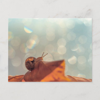 Snail Postcard