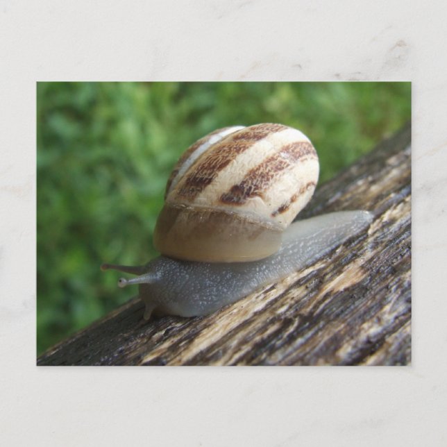 Snail Postcard (Front)