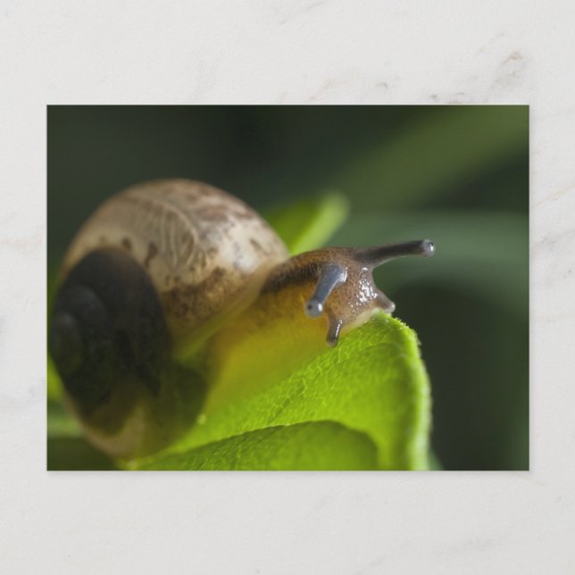 Snail Postcard (Front)