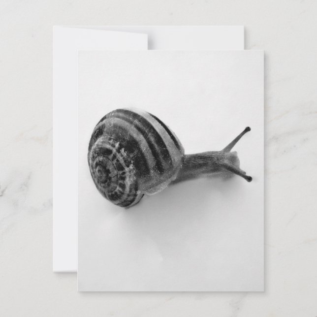 Snail Postcard (Back)