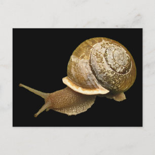 Snail Postcard