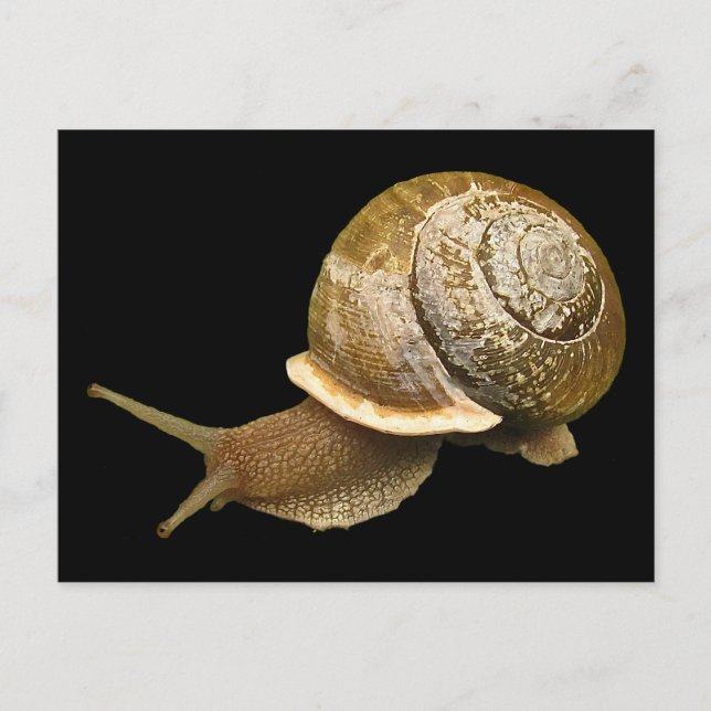 Snail Postcard (Front)