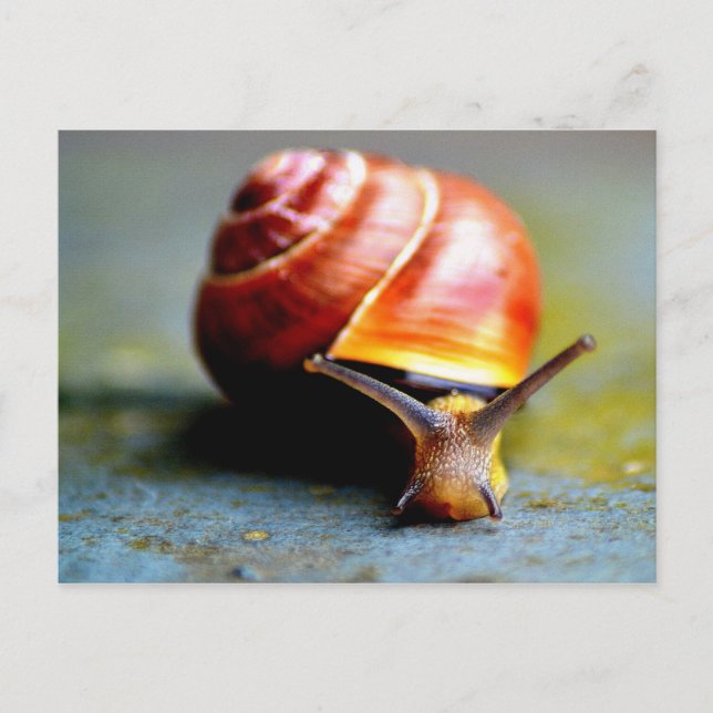 Snail Postcard (Front)