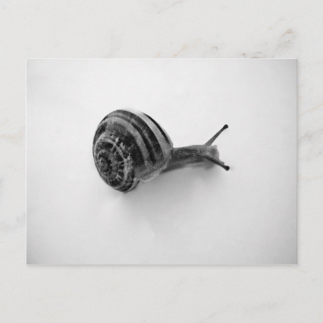 Snail Postcard (Front)