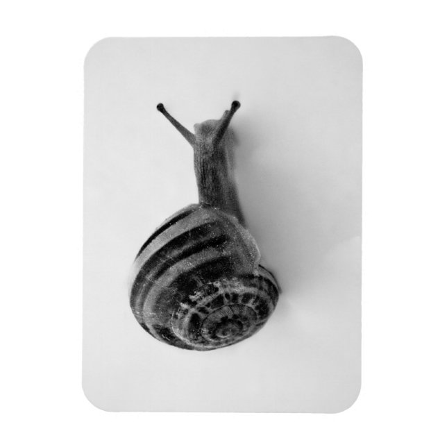 Snail Postcard Magnet (Vertical)