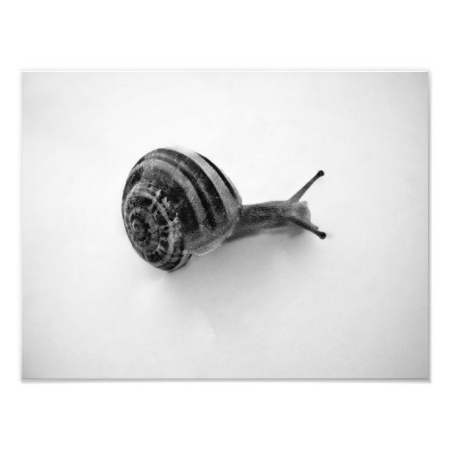 Snail Postcard Photo Print (Front)