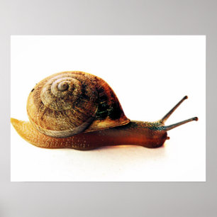 snail poster