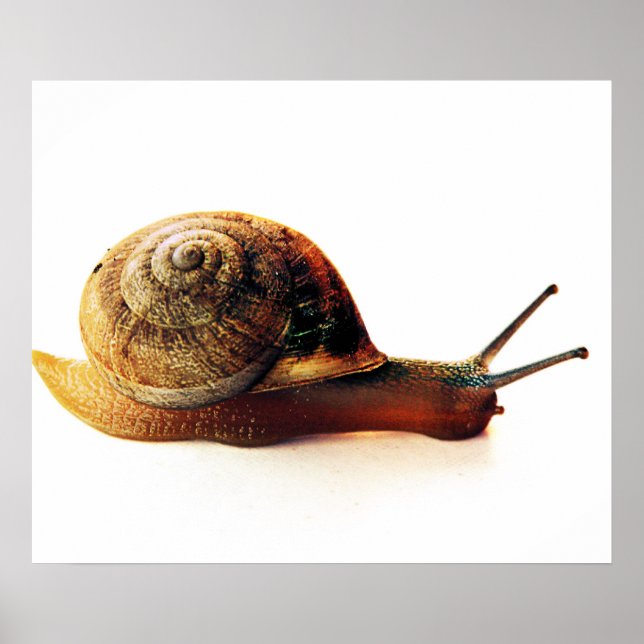 snail poster (Front)