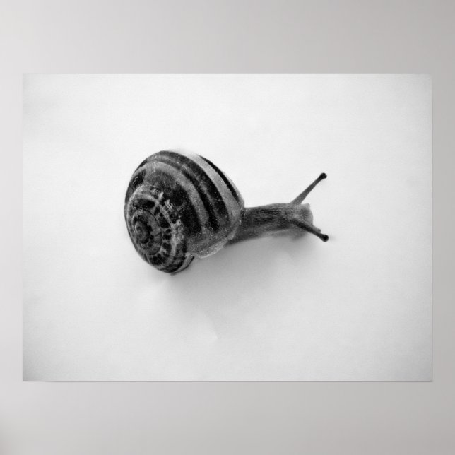 Snail Poster (Front)