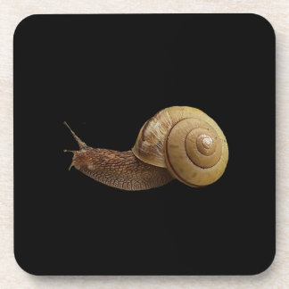 snail real photograph coaster