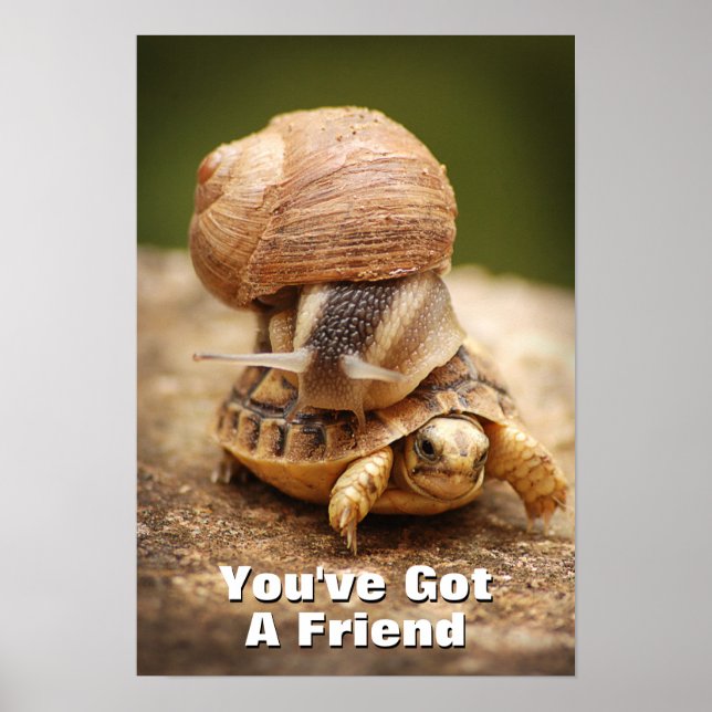 Snail Riding Baby Tortoise Poster (Front)