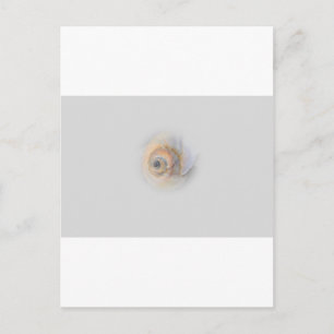 snail Schnecke Muschel Shell Postcard
