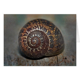 Snail Shell