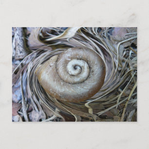Snail Shell Spiral Postcard