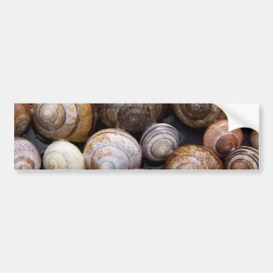 Snail Shells Bumper Sticker