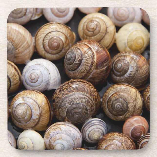Snail Shells Coaster (Front)