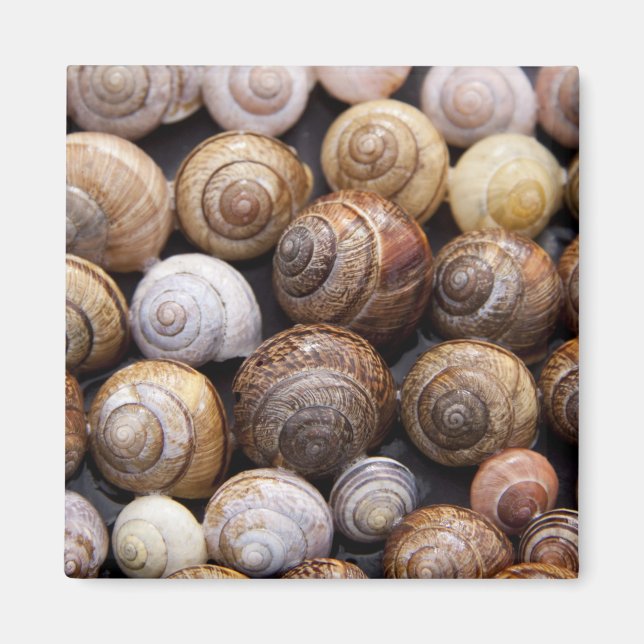 Snail Shells Magnet (Front)