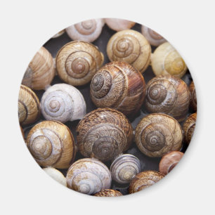 Snail Shells Magnet