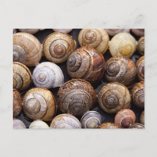 Snail Shells Postcard (Front)