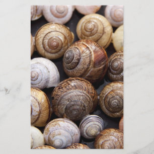 Snail Shells Stationery