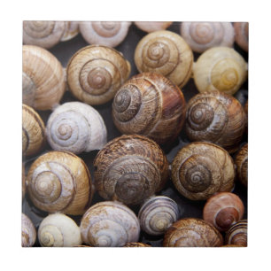 Snail Shells Tile
