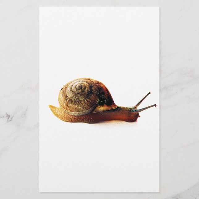 snail stationery (Front)