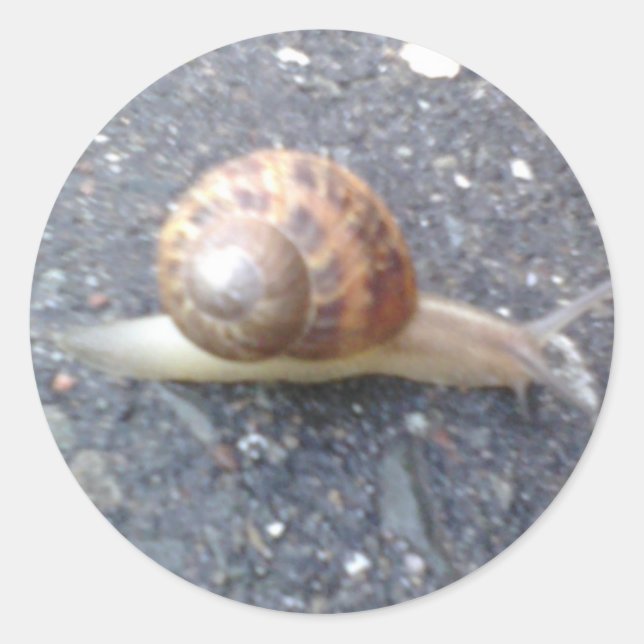Snail Stickers (Front)