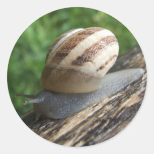 Snail Stickers