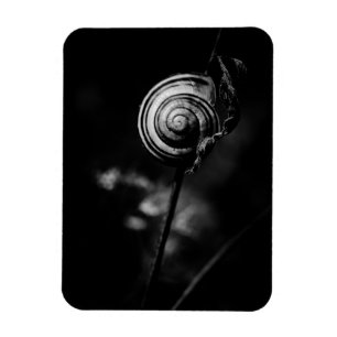 snail tail magnet