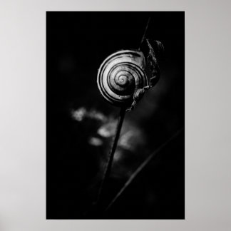 snail tail poster