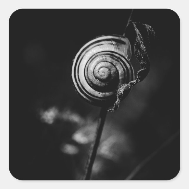 snail tail square sticker (Front)