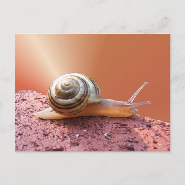 Snail w/ray ~ postcard (Front)