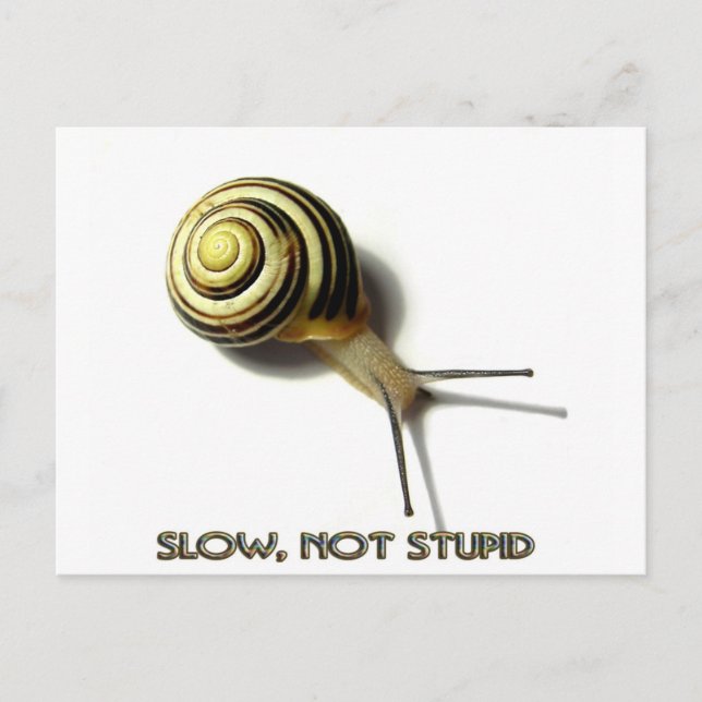 SNAIL WITH CAPTION FROM JUNGLEWALK.COM POSTCARD (Front)