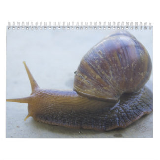 Snails Calendar