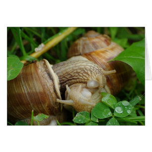 Snails Love Kiss Card