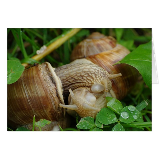 Snails Love Kiss Card (Devant horizontal)