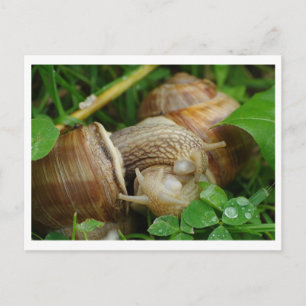 Snails Love Kiss Carte postale