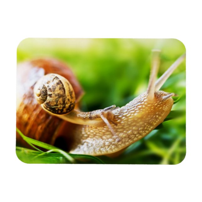 Snails Magnet (Horizontal)